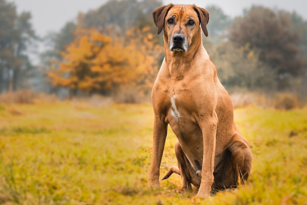 Top 5 Hound Dog Breeds Popular In America