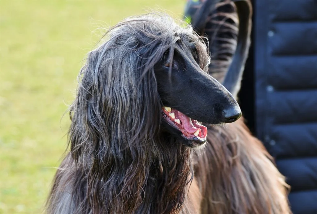 Afghan Hound Dog