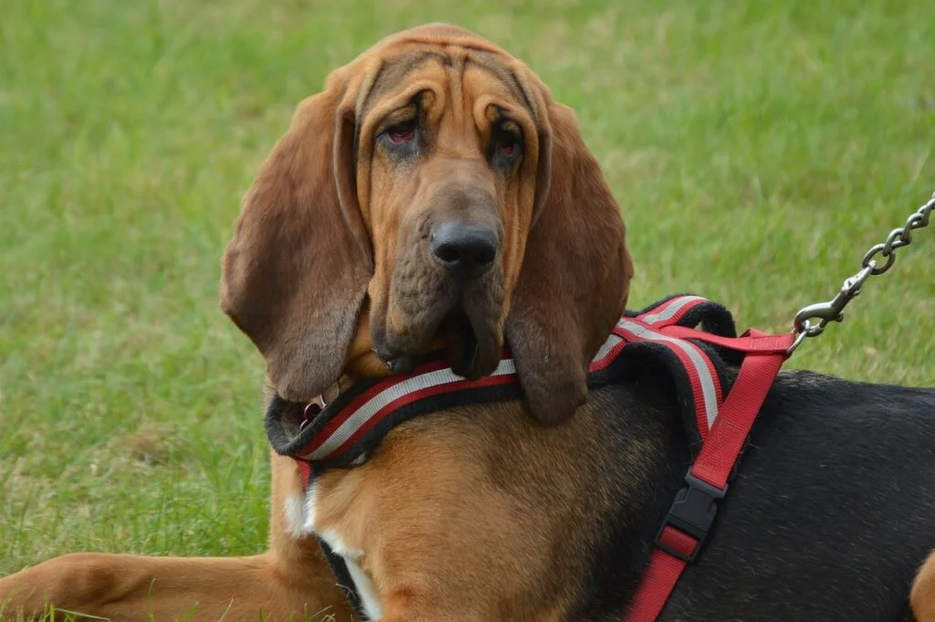 Top 5 Hound Dog Breeds Popular In America