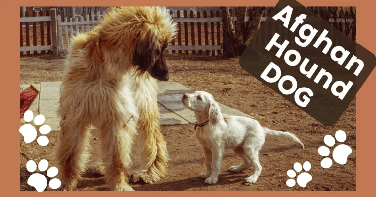 Afghan Hound Dog