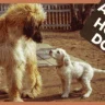 Afghan Hound Dog