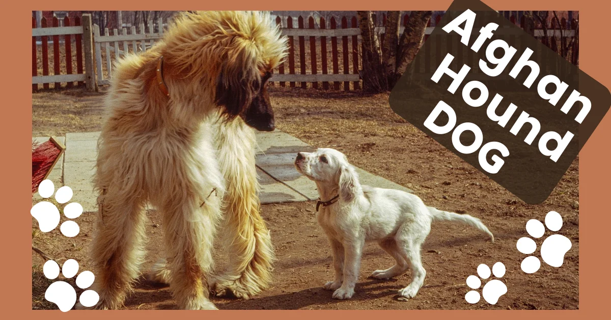 Afghan Hound Dog
