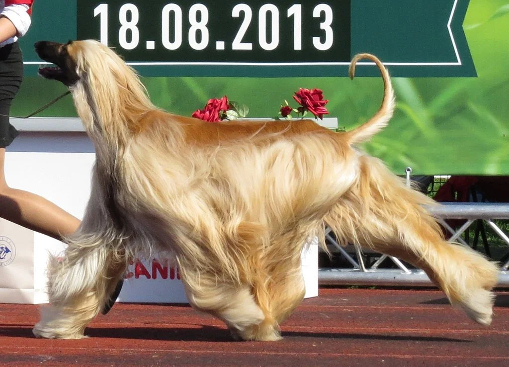 Afghan Hound Dog