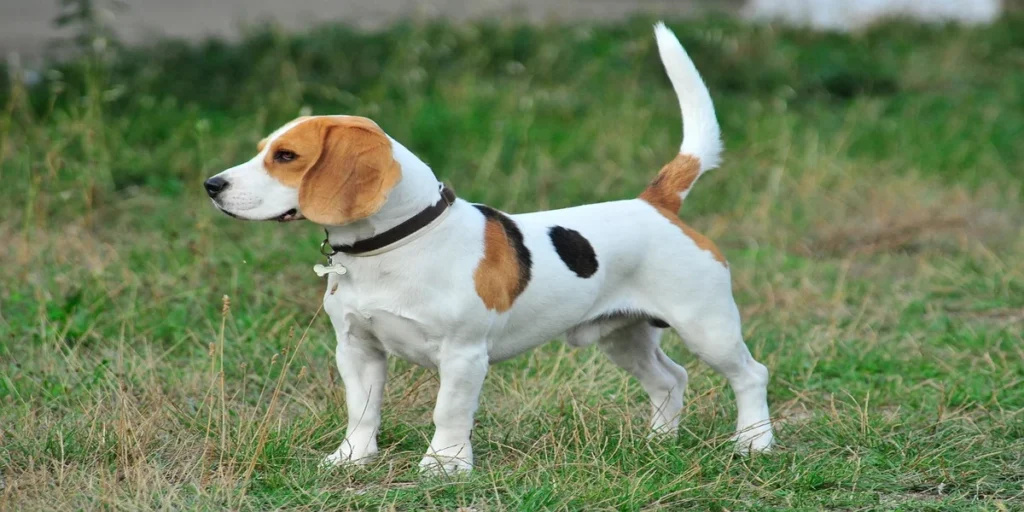 Top 5 Hound Dog Breeds Popular in America
