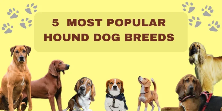 Top 5 Hound Dog Breeds Popular In America