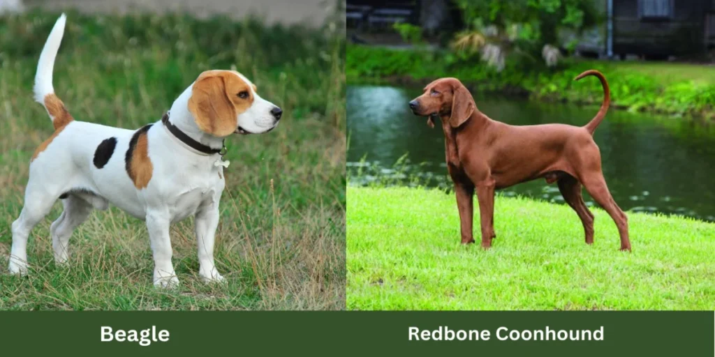 Top 5 Hound Dog Breeds Popular In America